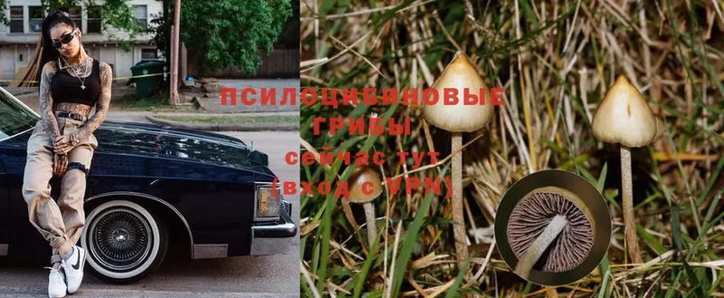 площадка клад  Сергач  Галлюциногенные грибы Psilocybine cubensis  гидра как зайти 